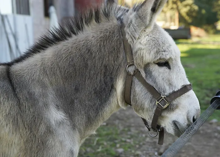 Çiftlik konaklama Molino Della Volta Batignano