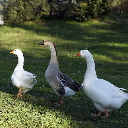 Molino Della Volta Bauernhof Batignano