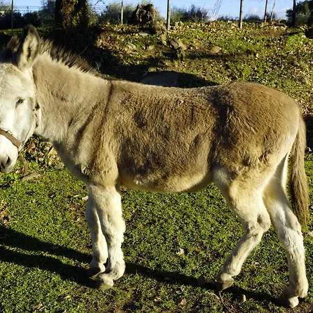 Molino Della Volta Farma Batignano