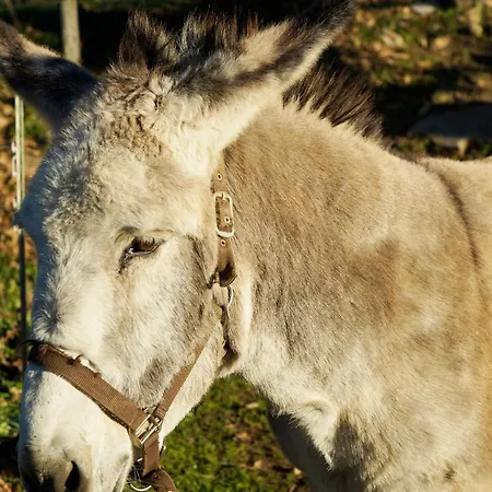 Molino Della Volta *