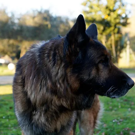 Molino Della Volta Bauernhof Batignano