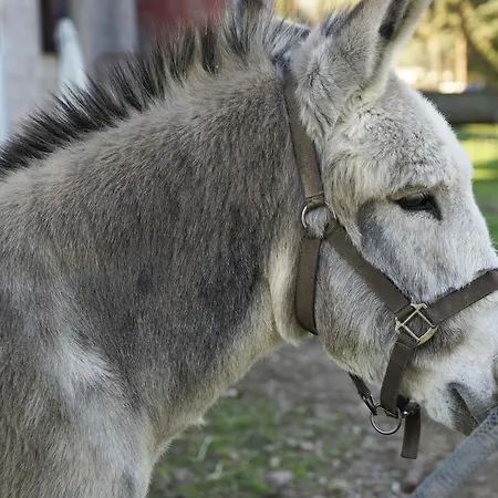 Bauernhof Molino Della Volta Batignano