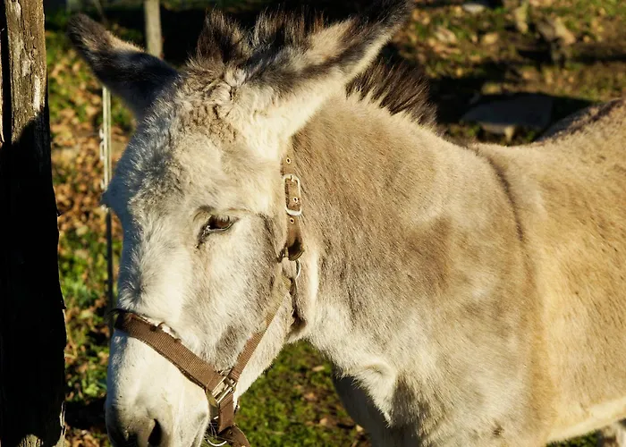 Molino Della Volta *