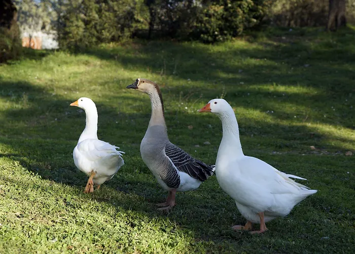 Molino Della Volta Farmház Batignano