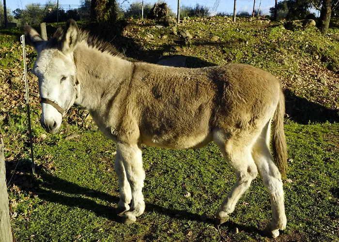 Molino Della Volta Farmház Batignano